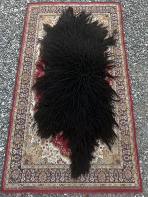 جاعد للبيع