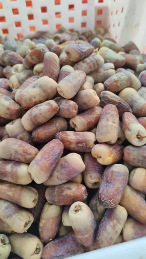 تمر نغال جريجرو