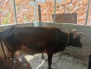 بقره عشر مع عجله بنت 6شهور شوف الوصف مهم جداً...................