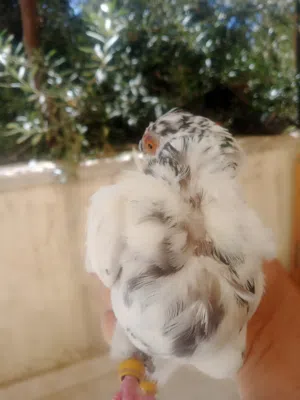 جوز ذبابنة كشاكشة طيرة قد كف اليد الفحل طير حمام ماضي