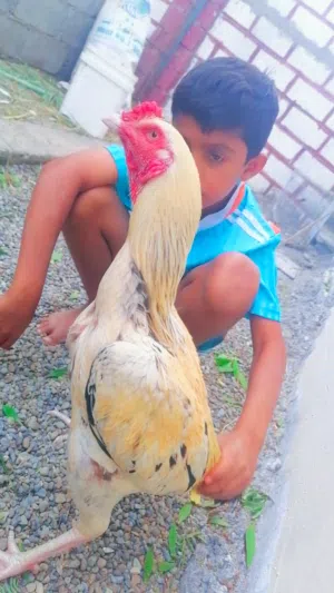 ذكر بط مصري حجم كبير +زوج بط بلجيكي +ديك بكستاني