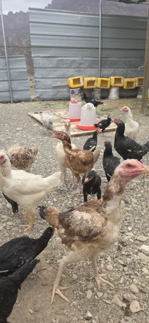 للبيع زرب دجاج باكستاني