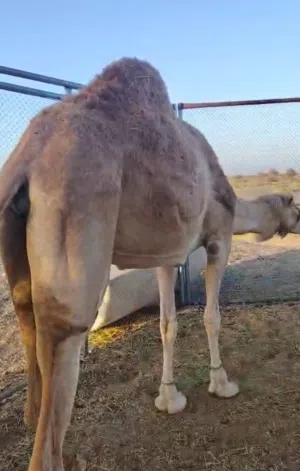 للبيع ناقه حايل