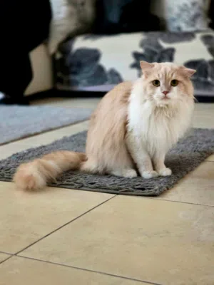 قط ذكر للتبني