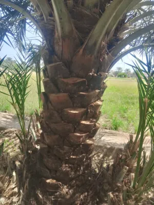 صرم خلاص الحجم الكبير والمتوسط