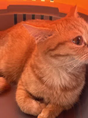 British orange female cat