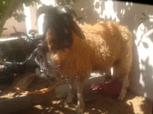 حيوانات مبيعات