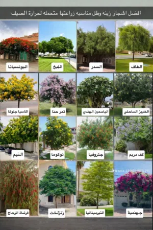 اشجار زينه يتوفر لدينا جميع انواع الاشجار والمقاسات والكمية