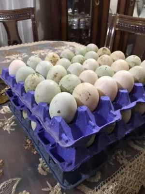 بيض بط للبيع اسبوعي 75 حبه