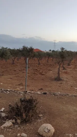 ارض بام العمد حوض الحوام موقع مميز علي شارعين مساحه 4500 متر خارج التنظيم محاطه بالفلل