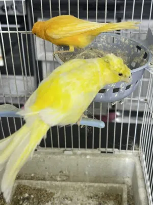 جوز كنار صلاه نبي