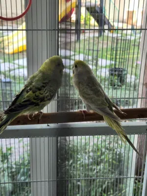 طيور بادجي للبيع Budgie birds for sale