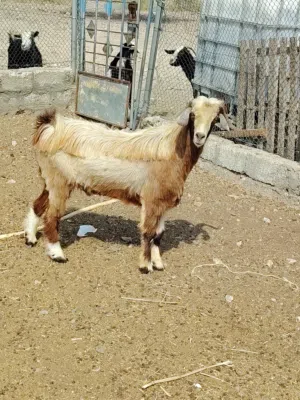 تيس فحل من حلال بني سعيد
