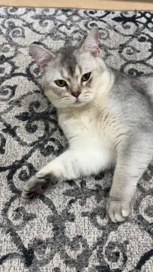 سكوتش ستريت