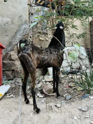صخلة افغانية نمرية اصلية