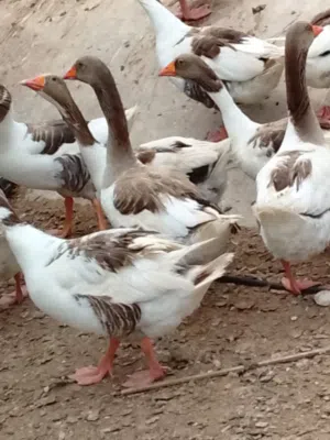 غدي نادر 