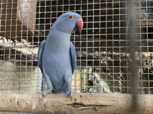 بغبغاء درة ازرق
