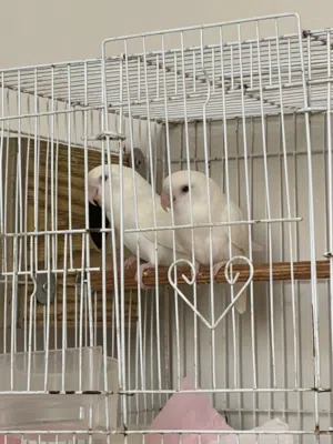 زوج روز البينو مع الملحقات