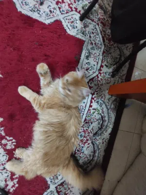 قطه شيرازي عمر 5 شهور