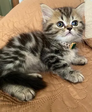 Rare Beauty:  Persian Tabby with Marble Combination