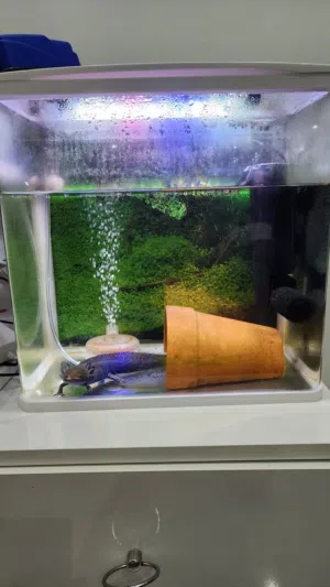 Axolotl for Sale – Complete Setup Included