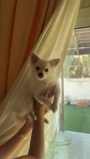 Pomeranian dog