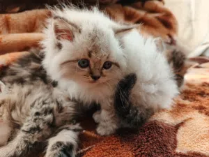 قطط هيمالايا مكس للبيع بعمر صغير للتربية بشكل مميز ولون مميز