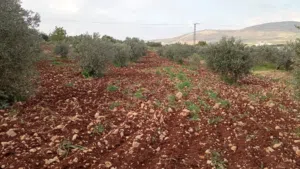 أرض للبيع مساحة 2500 متر مربع