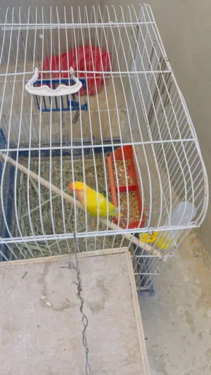 كوبيا بركديلو و كناري ربي يبارك بركديلو علي دحي قدام عيونك وقفص معاهم كان تاخدهم جمله نساعدك