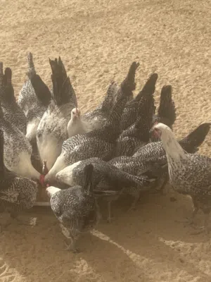 دجاج فيومي بياض العمر 6 شهور