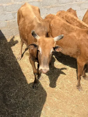 ثور للبيع حجم متوسط