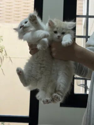 6 week old kittens for adoption. 1 male and 1 female available
