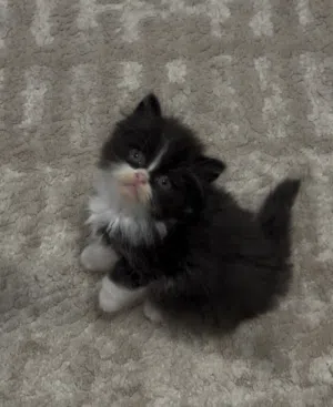 مجموعه كتنز بيرشن للبيع