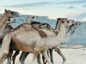 قعدان مناسبة