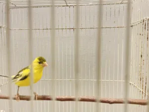كناري ذكر روسي تغريد ومحجل