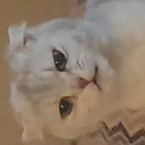 مصطفى كامل الزامل 