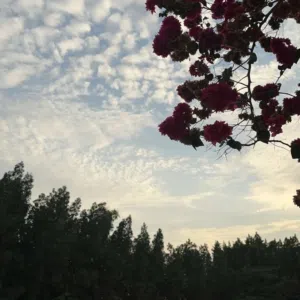 أبو نورة الشمري 