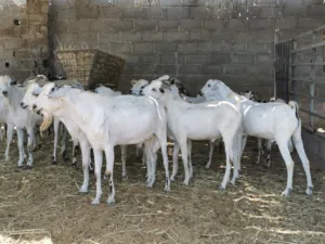 صومالية الحجم الكبير مطعومات