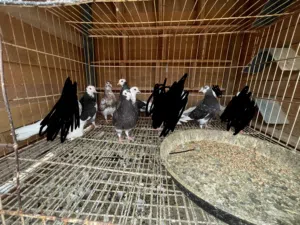 حمام برمنقهام