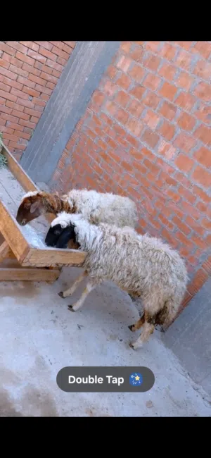 بدريتين خشنين أعمار7و8شهور