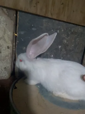 Rabbits1