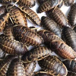 دوبيا روتش Dubia Roach