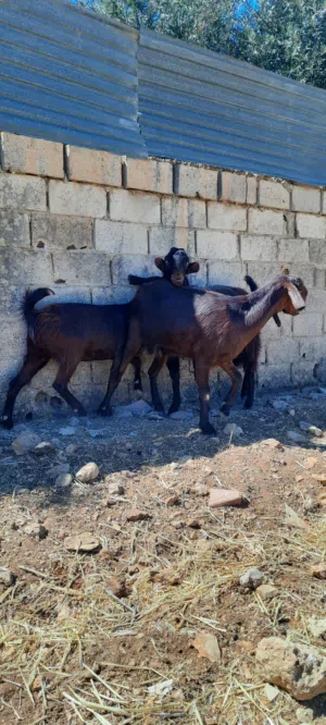 عنزين و تيس