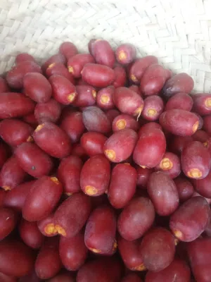 رطب خنيزي طازج للبيع
