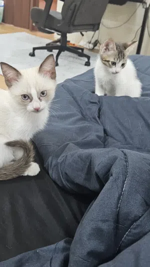 Persian kitten 2 months old male