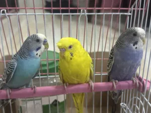 3 budgies for sale