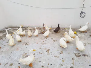 للبيع بش بصحة ممتازة