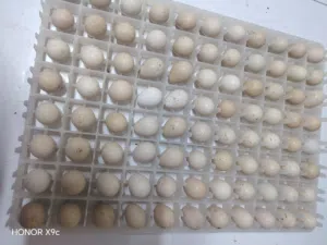 للبيع بيض حجل باكستاني