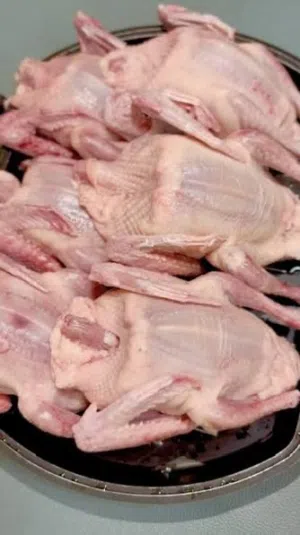 حمام زاجل و لاحم حجم چامبو ذبح يومي مع التنظيف و بيض دجاج بلدي انتاج اليوم