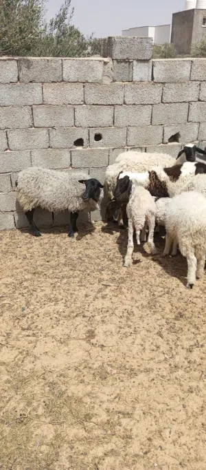 نعجة رومانوف